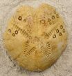 Two Lovenia Sea Urchin Fossil - Beaumaris, Australia #31071-2